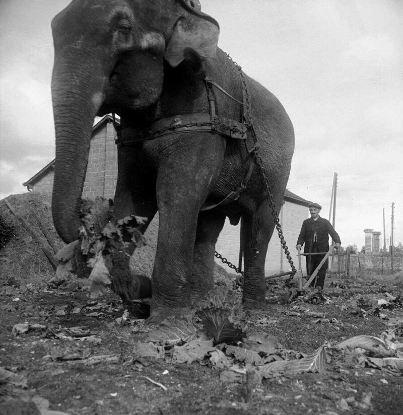 1941 год. Слон из цирка «Амар» вспахивает поле в оккупированной Франции.