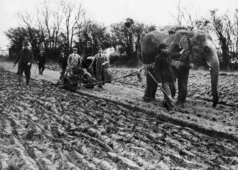 1939 год. «Baby», слон из цирка Роберта Фоссета, используется для вспашки земли возле Таустера, в северной Англии