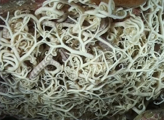 Гифки Гифки