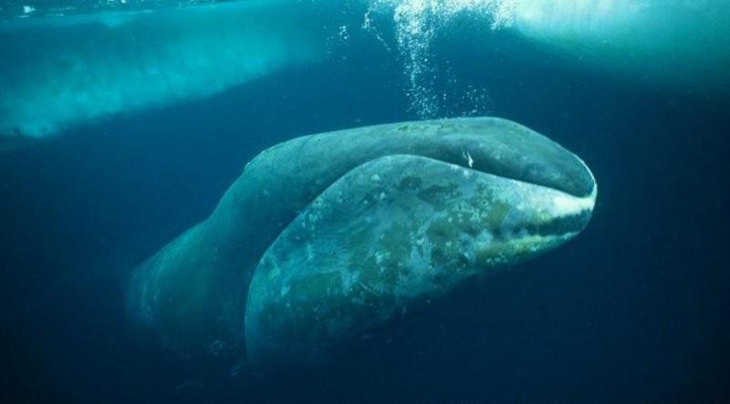 Гренландский кит: Второй после Синего. Гигантский пожиратель с крайнего севера