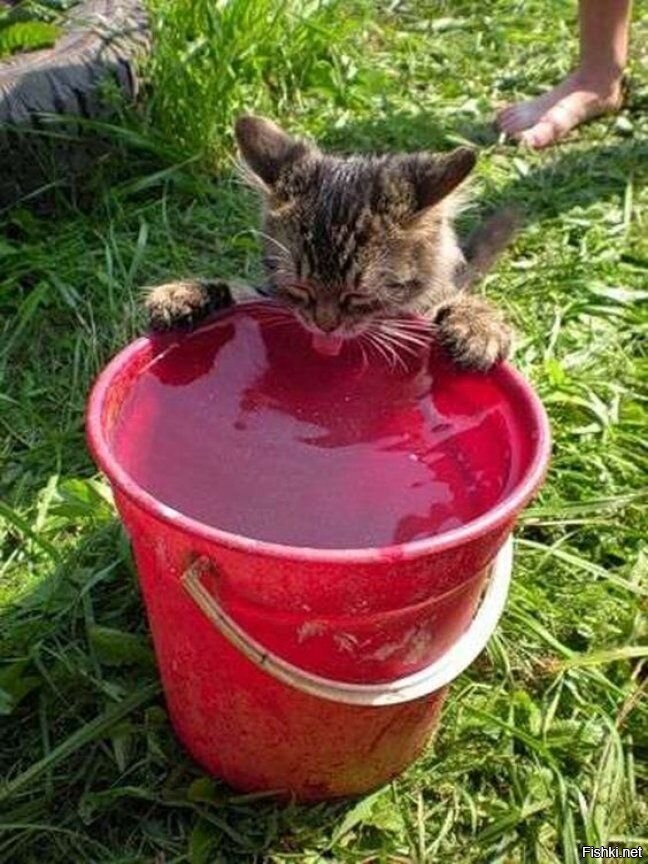 Котенок не пьет что делать. Кот в ведре. Кот в жару. Жара котик. Кот в ведре с водой.