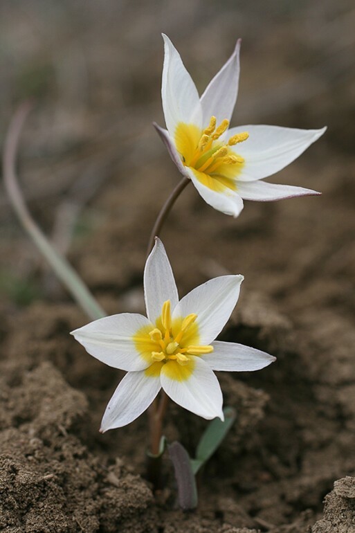 Тюльпан двуцветковый. Тюльпан двуцветковый Tulipa biflora. Степной тюльпан Биберштейна. Тюльпан Биберштейна Tulipa biebersteiniana.