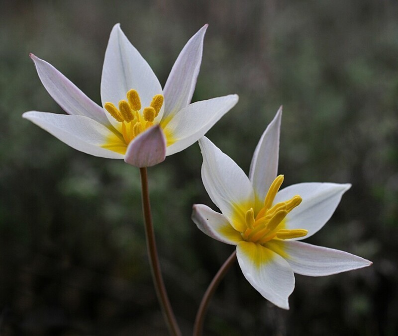 Двуцветковым тюльпан назван по количеству цветков на одном растении.