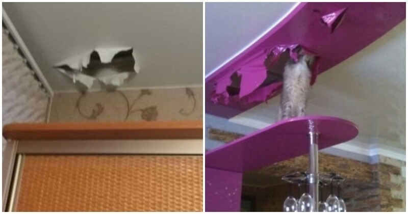 "Нет у нас больше питомца!": натяжной потолок vs кот
