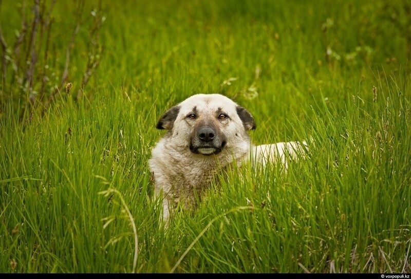 Симпатичный пес, живущий на пограничном посту на казахстанско-киргизском рубеже: