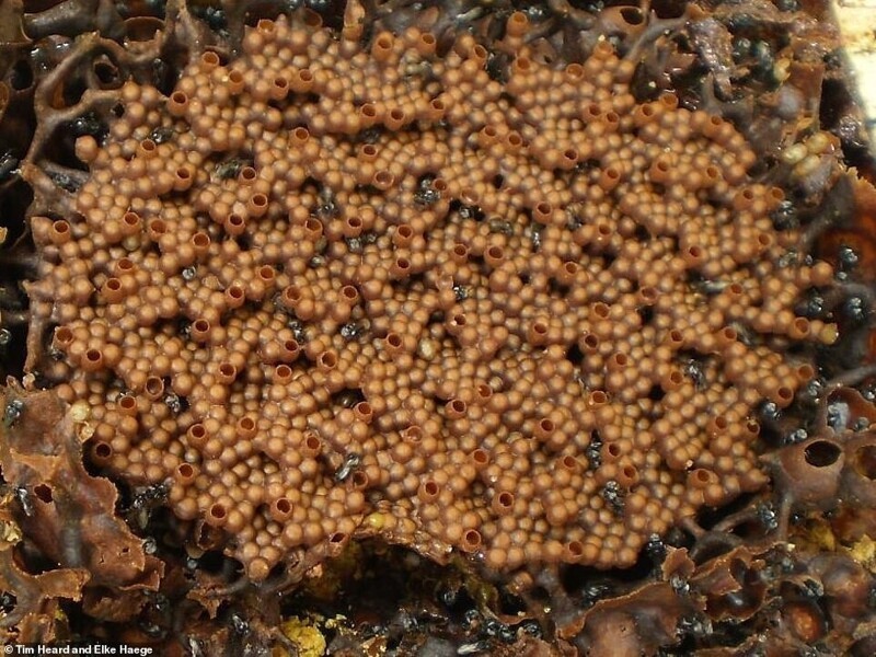 Ученые открыли сходство пчелиных ульев с кристаллами