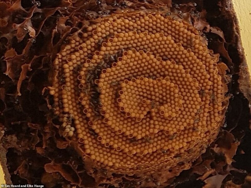 Ученые открыли сходство пчелиных ульев с кристаллами