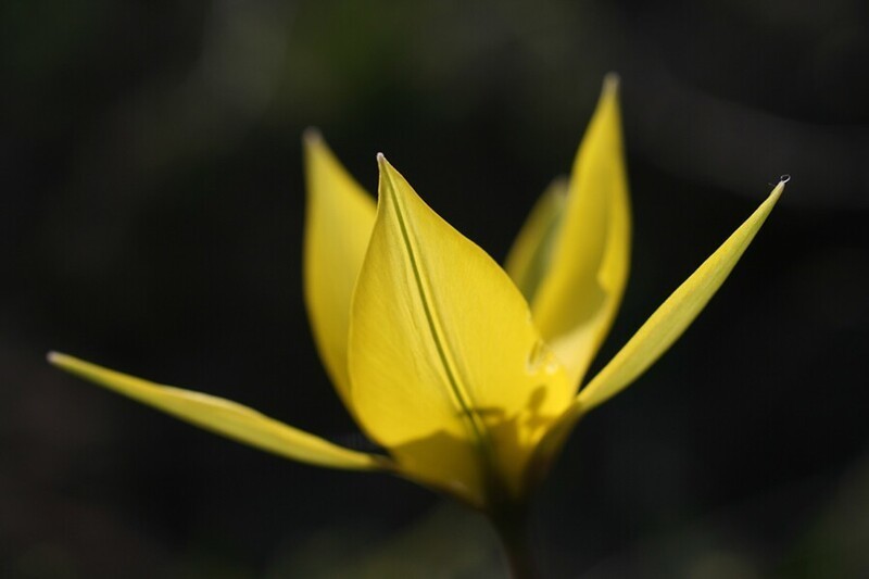 Тюльпаны. Tulipa scythica - Скифский тюльпан
