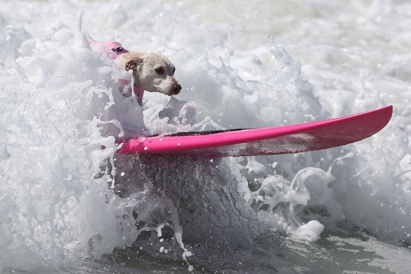 Собачий серфинг. (Фото Lucy Nicholson):