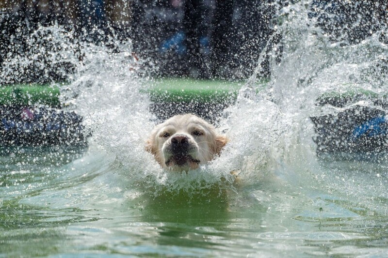 На соревнованиях по прыжкам собак в бассейн в Лейпциге, Германия. (Фото Jens Schlueter):