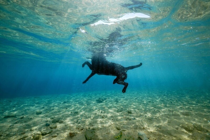 Заплыв по-собачьи в Красном море у берегов Египта. (Фото Andrey Nekrasov):