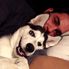 Собачьи гифки