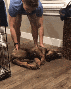 Собачьи гифки