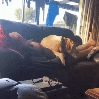 Собачьи гифки