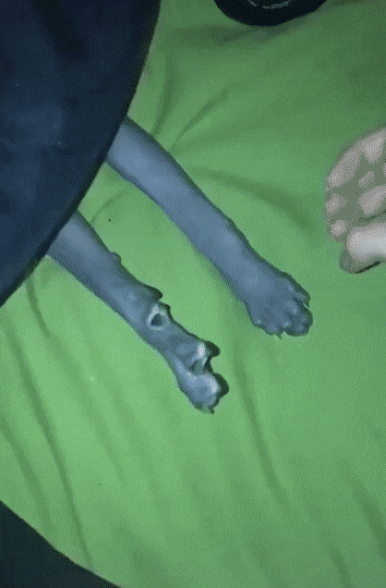 Собачьи гифки