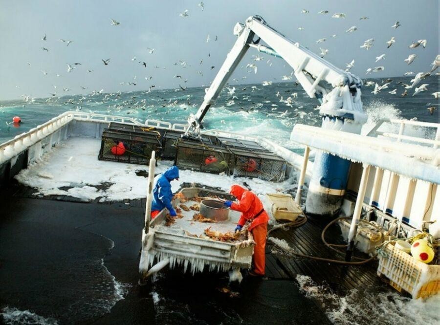 Шторм, холод, вода, опасность всяких сетей - это краболовы в северных морях
