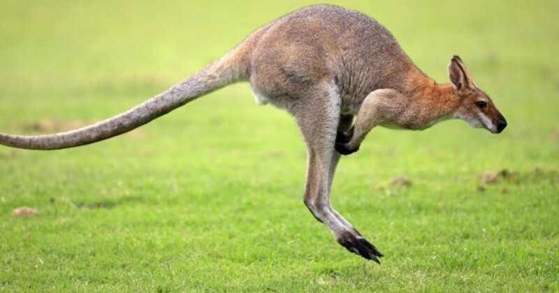 Могут ли кенгуру ходить?