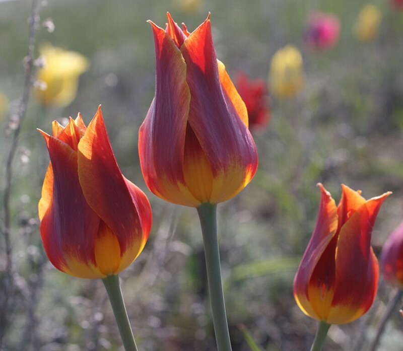 Тюльпаны. Tulipa gesneriana - Тюльпан Геснера (Шренка)