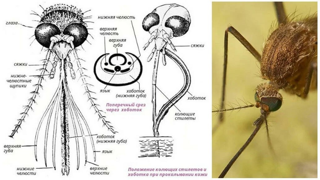 Ротовый. Строение хоботка самки комара. Строение ротового аппарата комара. Ротовой аппарат комара Anopheles. Ротовой аппарат колюще-сосущего типа комара.