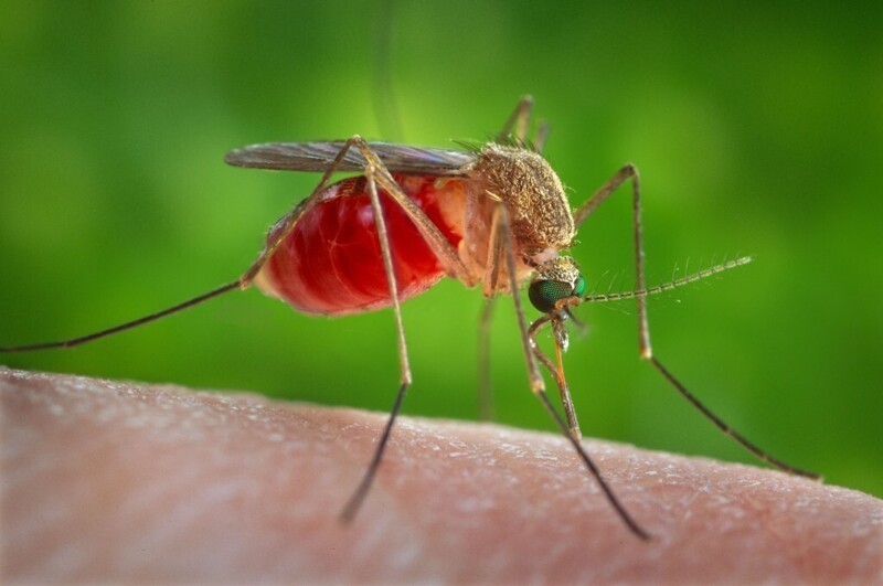 Ученые сняли на видео процесс высасывания крови комаром