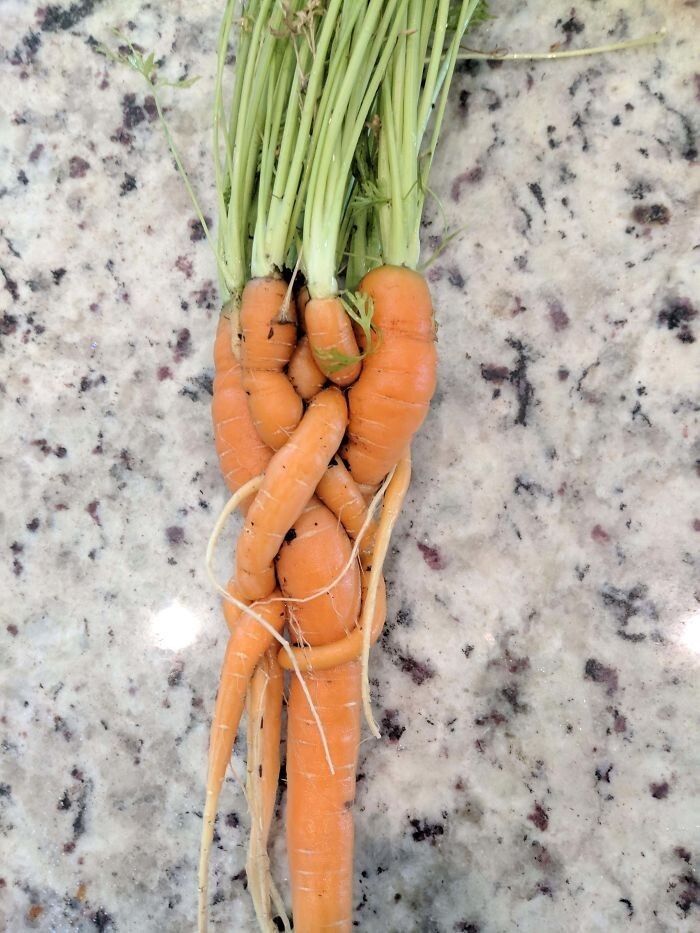 Что будет, если не проредить морковь на огороде?