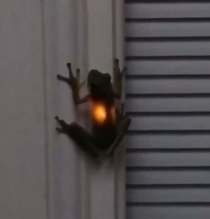 Что будет, если лягушка съест светлячка?