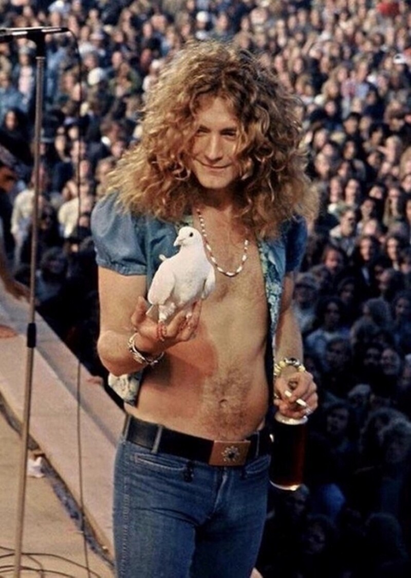 Роберт Плант из Led Zeppelin, держит голубку, которая села на его руку во время концерта в 1973