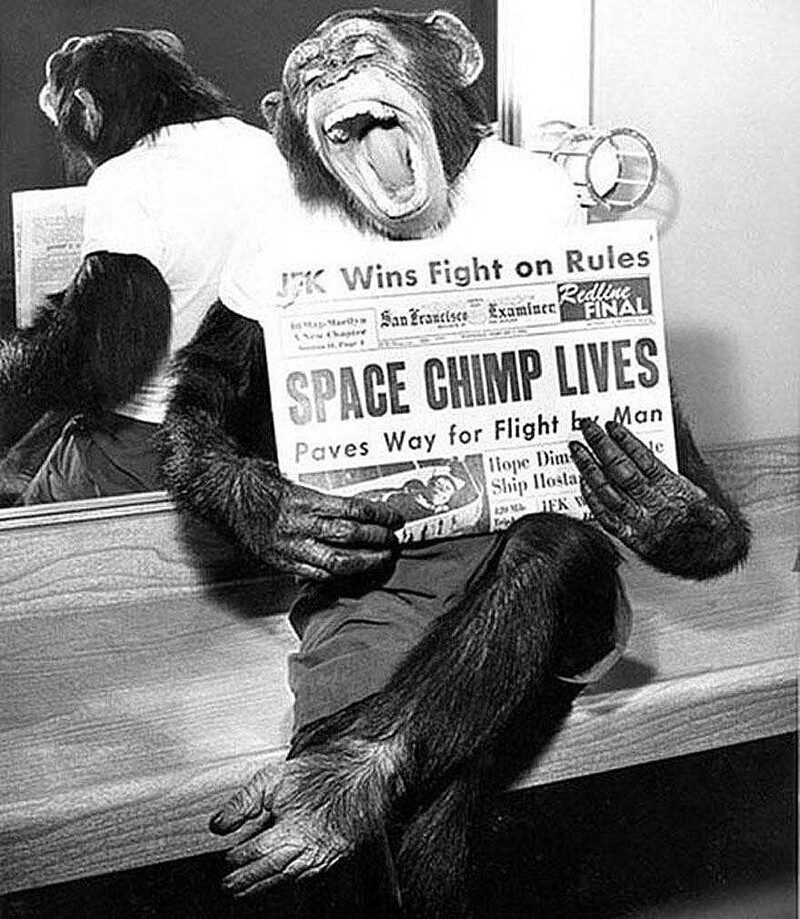 Шимпанзе Хэм, вернувшийся из суборбитального полета, 1961 год, США