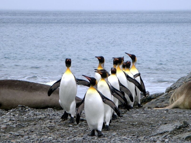  Изучение давления испражнения пингвинов