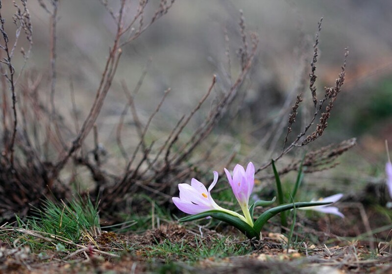 Весна в наших краях не торопится. Еще еще цветут брандушки, правда многие выглядят нефотогенично из-за прихватившего их похолодания.