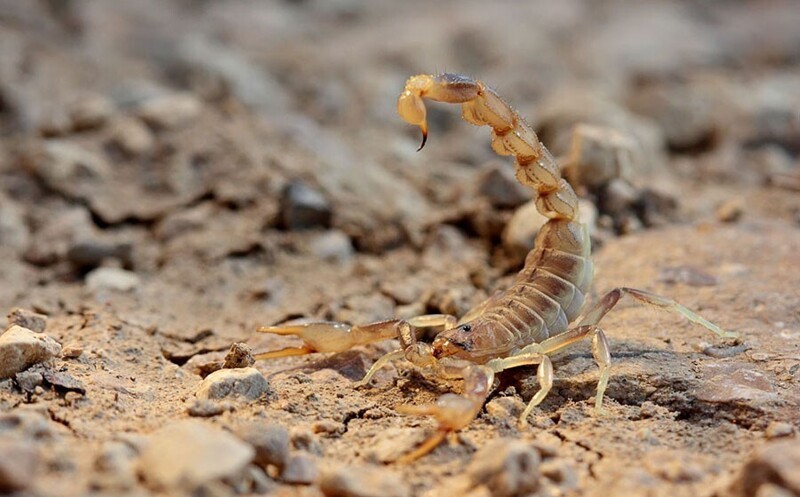 Еще одной нашей целью в Богдинско-Баскунчакском заповеднике был скорпион Mesobuthus eupeus.