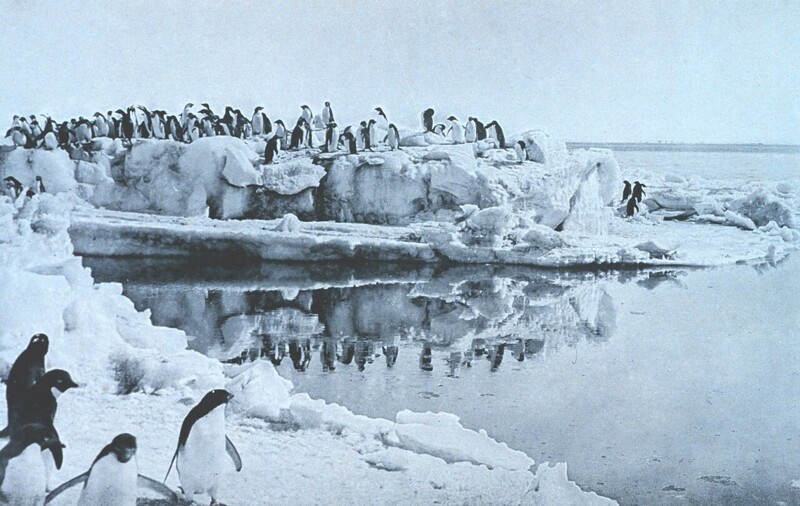 Пингвины Адели на мысе Адэр