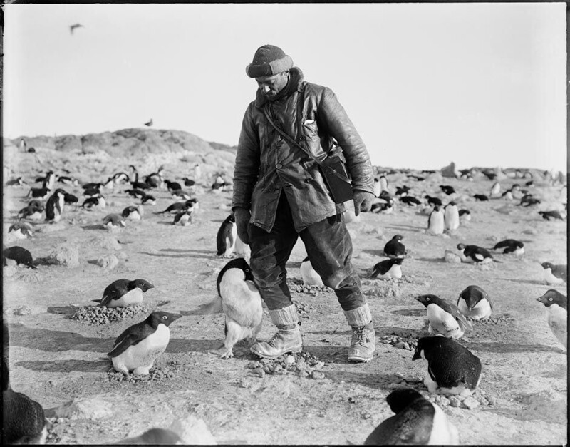 Фотограф Герберт Понтинг с пингвинами