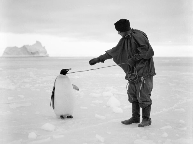 Томас Клиссолд, шеф-повар экспедиции с императорским пингвином