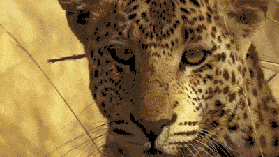 Гифки разные Гифки разные