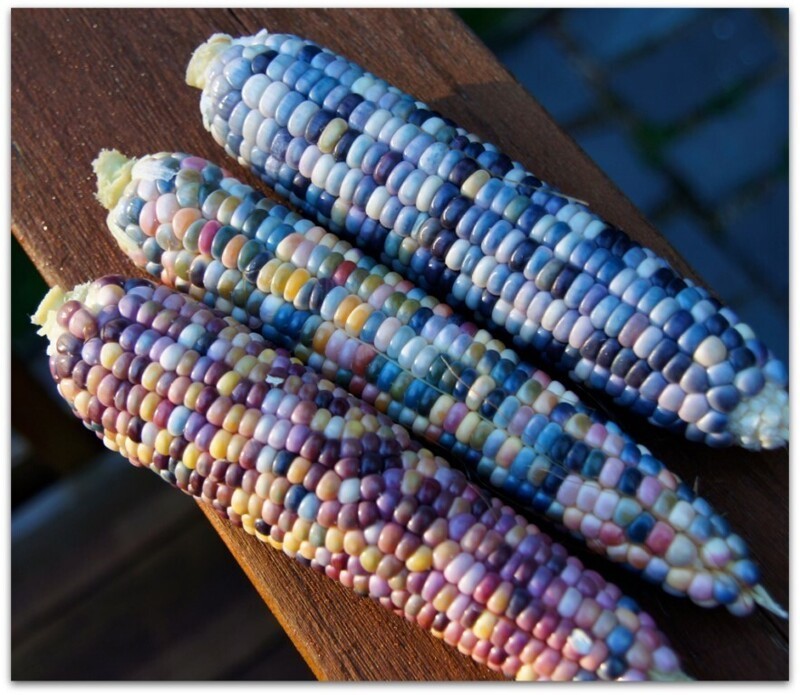Разноцветная кукуруза
