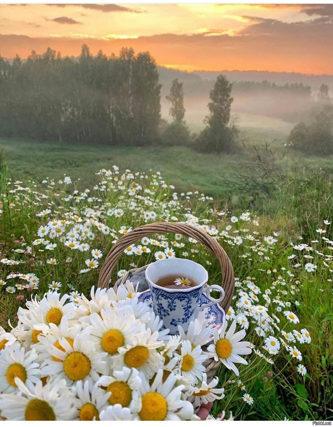 Прекрасного дня с природой. Доброе летнее утро. Чудесного летнего утра. Ромашковое утро. Пожелания с добрым летним утром.