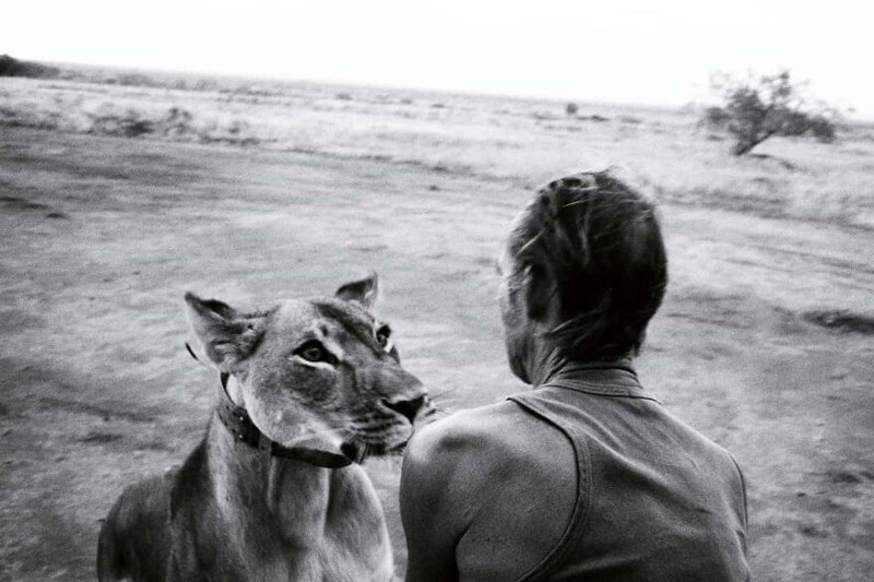 Тони Фицджон, защитник природы и протеже Джорджа Адамсона, на фотографии с осиротевшей львицей Джайпой, которую он растил три года, а затем снова выпустил в дикую природу. 