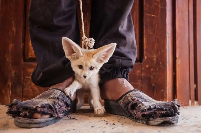 Фенек — миниатюрная лисица. Их ловят для незаконной торговли. Этого трехмесячного малыша продавали на рынке в Южном Тунисе.