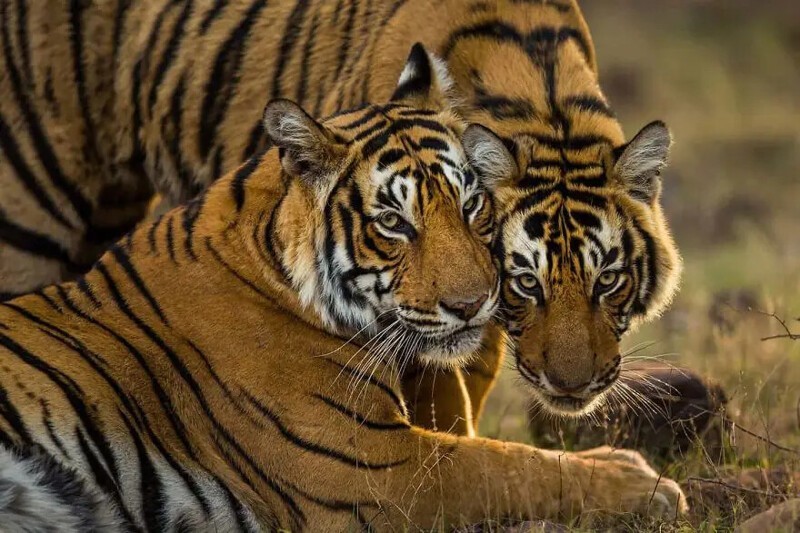 Пара молодых бенгальских тигров в индийском национальном парке Рантхамбор.