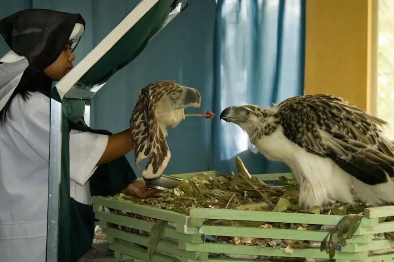 Филиппинского орла, выведенного в неволе, кормят с руки в заповеднике орлов на Филиппинах. Орлы теряют среду обитания из-за вырубки лесов, что приводит к угрозе вымирания.