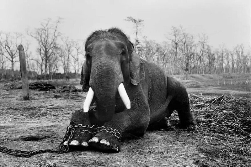 Слон в национальном парке Читван в Непале лежит с прикованными ногами. 50-летнее животное посадили на цепь, так как оно убило пятерых погонщиков.