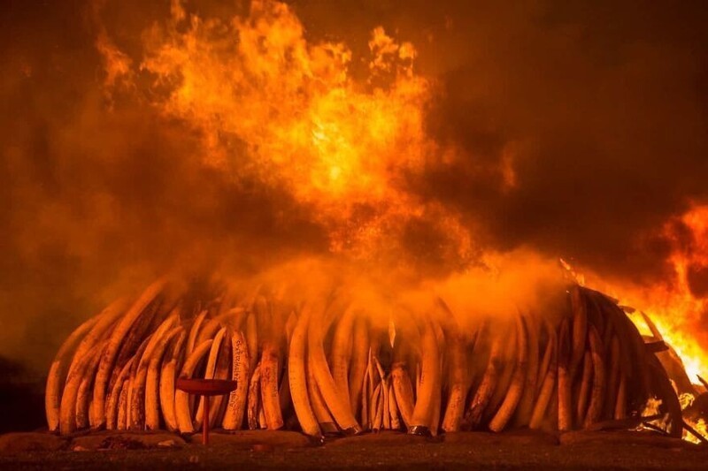 30 апреля 2016 года в Кении устроили рекордный в истории костер из конфискованной слоновой кости. Рейнджеры сожгли 105 тонн в национальном парке Найроби, чтобы не дать браконьерам продать их.