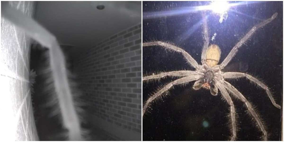 Самый большой паук в мире найден в Великобритании (Фото)