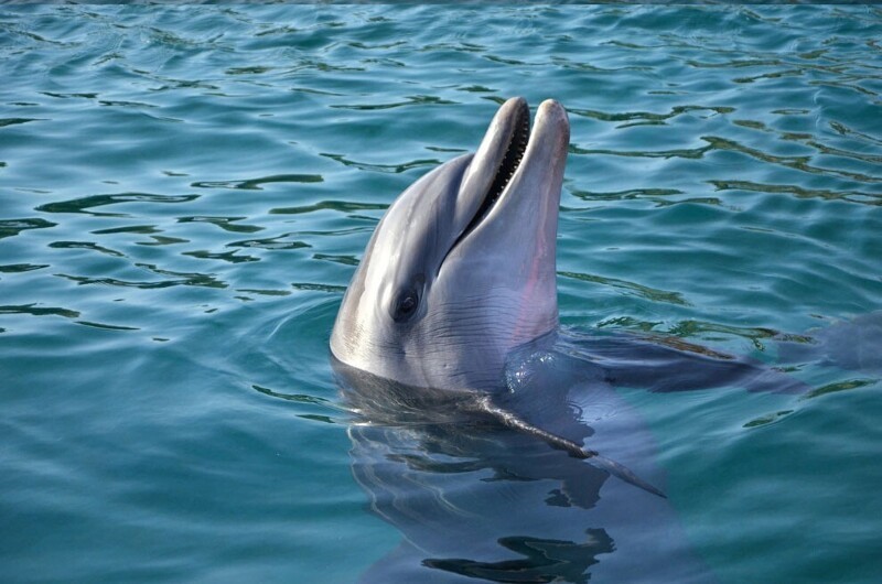 Поголовье дельфинов в Индийском океане сократилось на 80% за 70 лет. Около 4 000 000 этих животных были пойманы в сети как прилов во время промысла тунца.