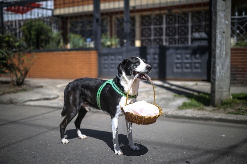 Помощник во время коронавируса. Собака приносит продукты из магазина своему хозяину в Боготе, Колумбия, 17 июля 2020. (Фото Juancho Torres):