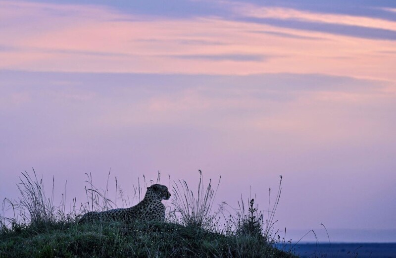 Гепард из заповедника Масаи Мара. (Фото Tony Karumba):
