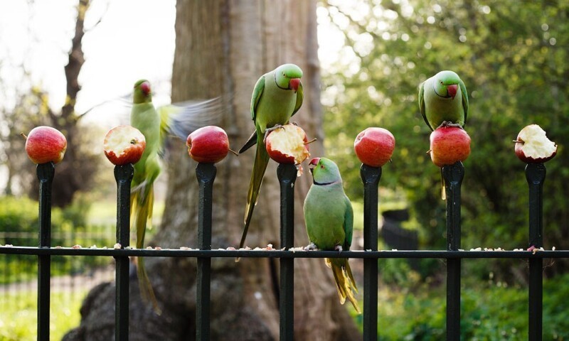 Столовая для попугаев в Кенсингтон-Гарденс в Лондоне, Англия. (Фото David Cliff):