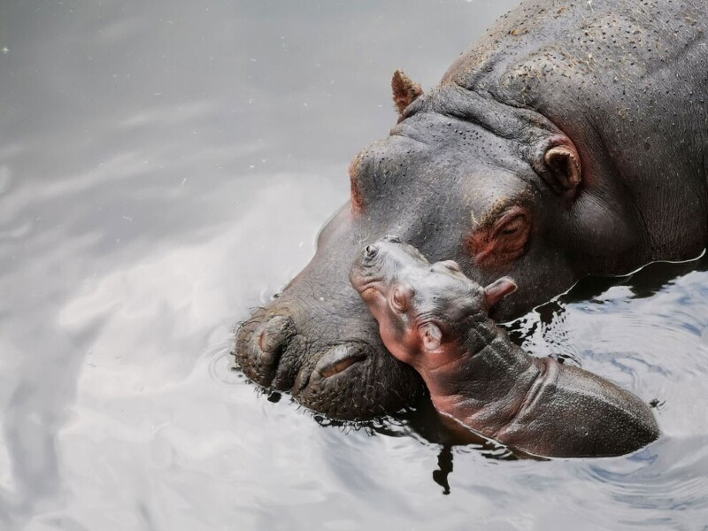 Семья бегемотов в мексиканском зоопарке. (Фото Zacango Zoo-State of Mexico):