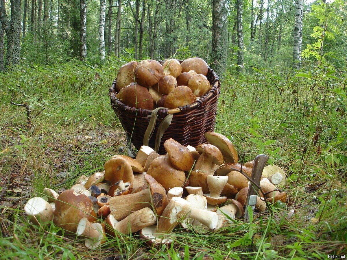 В рязани есть грибы